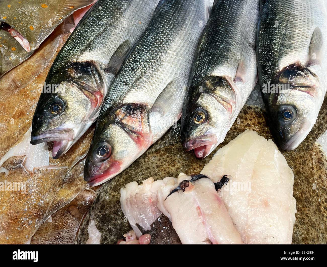 Wild gefangener Bass ( Dicentrarchus labrax) auf einer Fischfangplatte auf einem Plattfischbett. Stockfoto