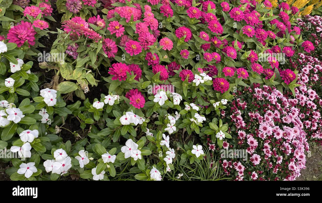 Gänseblümchen und Schmetterlingsorchidee - Smartphone-aufgenommenes Stockfoto