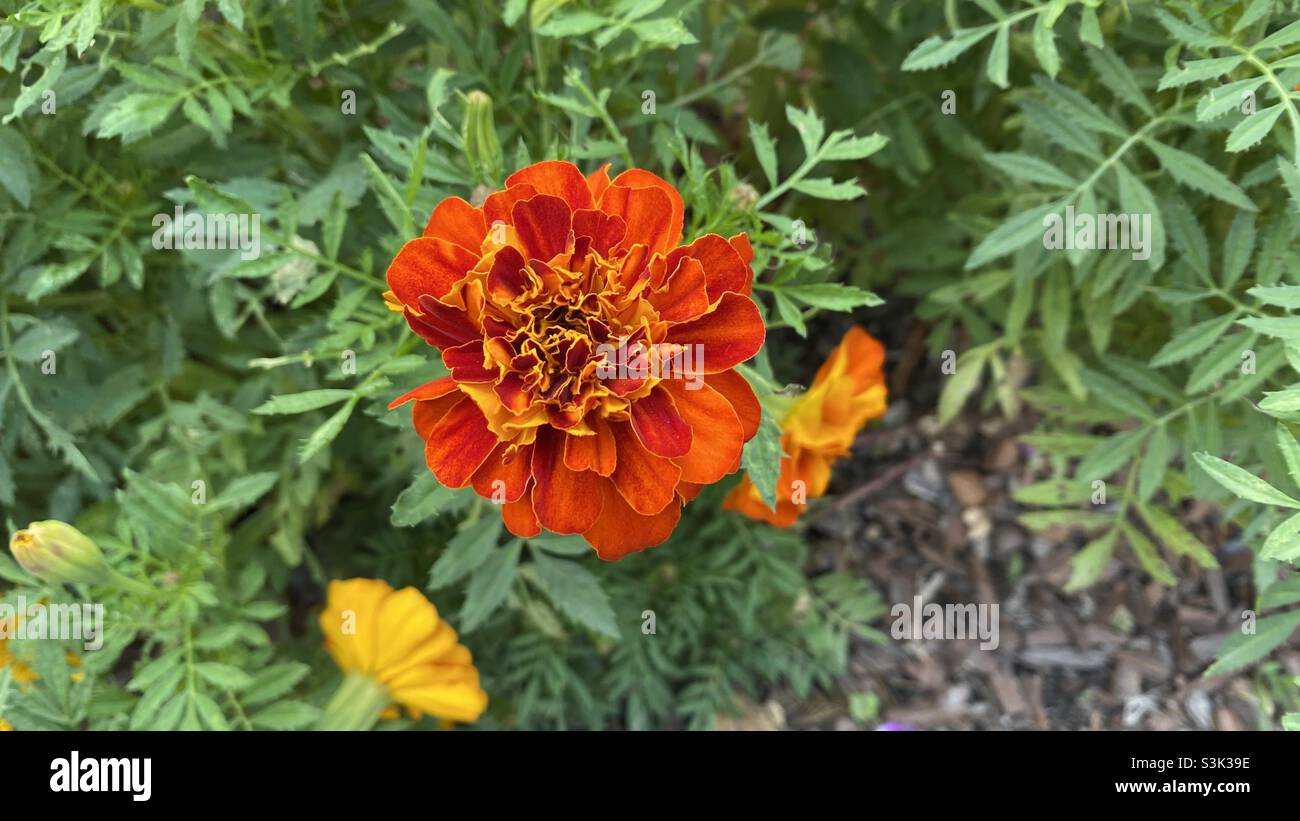 Rot-gelbe Blüten Stockfoto