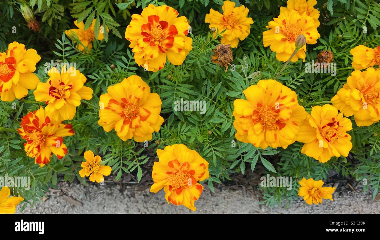 Gelb-rote Blüten Stockfoto