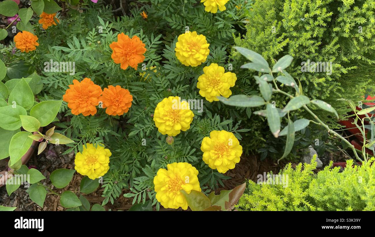 Gelb Orange Blumen Stockfoto