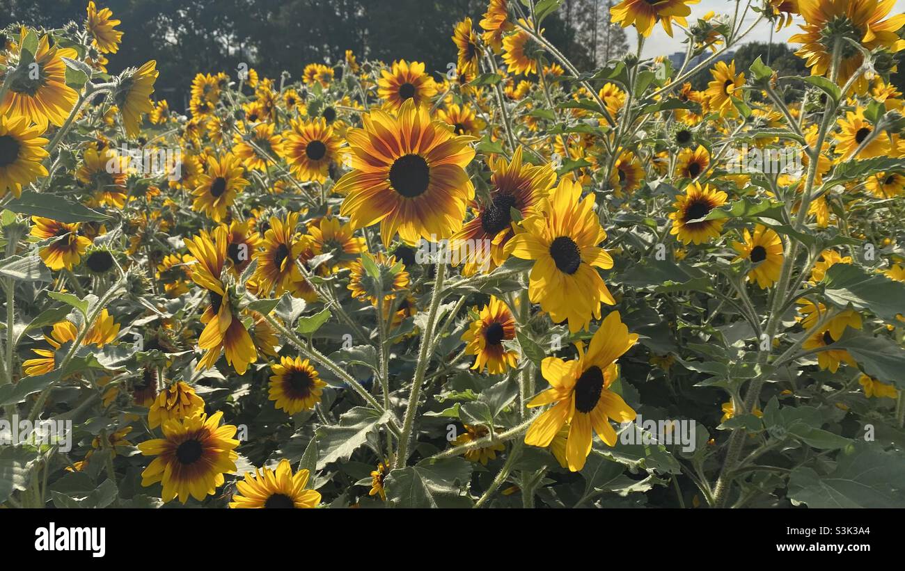 Sonnenblumen unter Sonnenschein Stockfoto