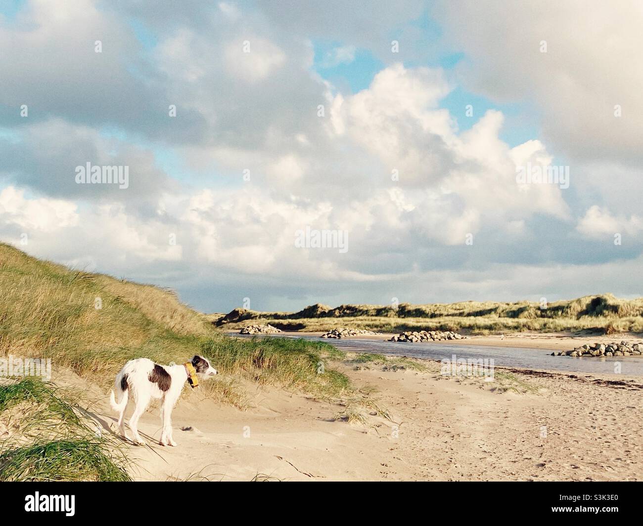 Lurcher Hund am Sandstrand von Cymyran, Rhoseigr, nordwales, großbritannien - Smartphone-aufgenommenes Stockfoto