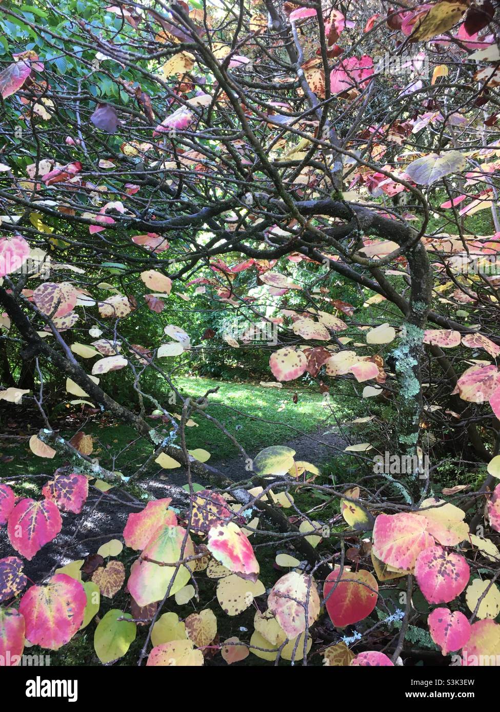 Herbstlich, Herbst, Blätter, Sonnenlicht, Schönheit, Grün, Natur, Wald, Bäume, Blätter, Lebhaft, Kaleidoskop, rosa, gelb, Gold, Pfirsich, - Smartphone-aufgenommenes Stockfoto