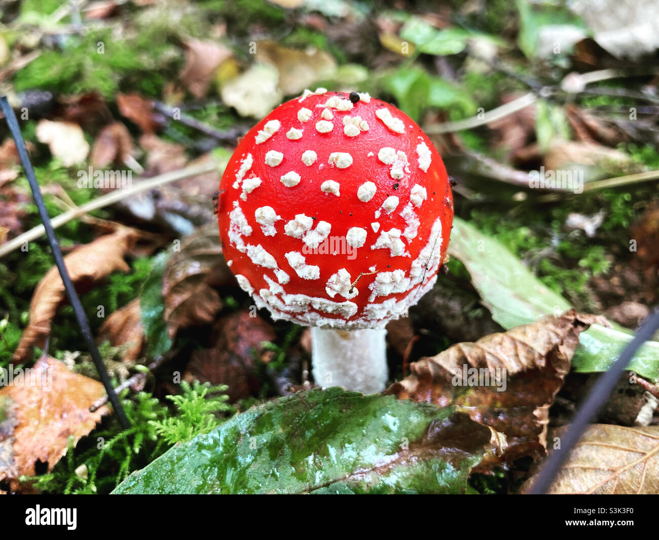 Fliegen Sie agarische Pilze in den Wäldern von Warton Crag, Carnforth, Lancashire. Arnside & Silverdale AONB Oktober 2021 Stockfoto