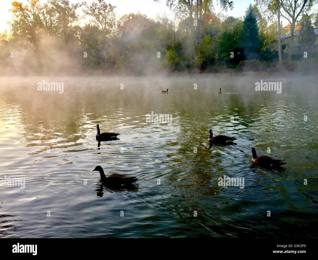 Kanadagänse (branta canadensis ), die im goldenen Nebel auf dem Wasser schwimmen, Ontario, Kanada. Herbstabend und der Morgen, wenn die goldenen Nebel geboren werden. - Smartphone-aufgenommenes Stockfoto