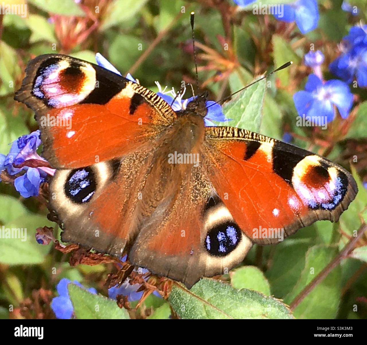 Schmetterling, bemalte Dame Schmetterling, Farbe, lebhaft, rot, Blau, golden, grün, Natur, schön , Garten - Smartphone-aufgenommenes Stockfoto