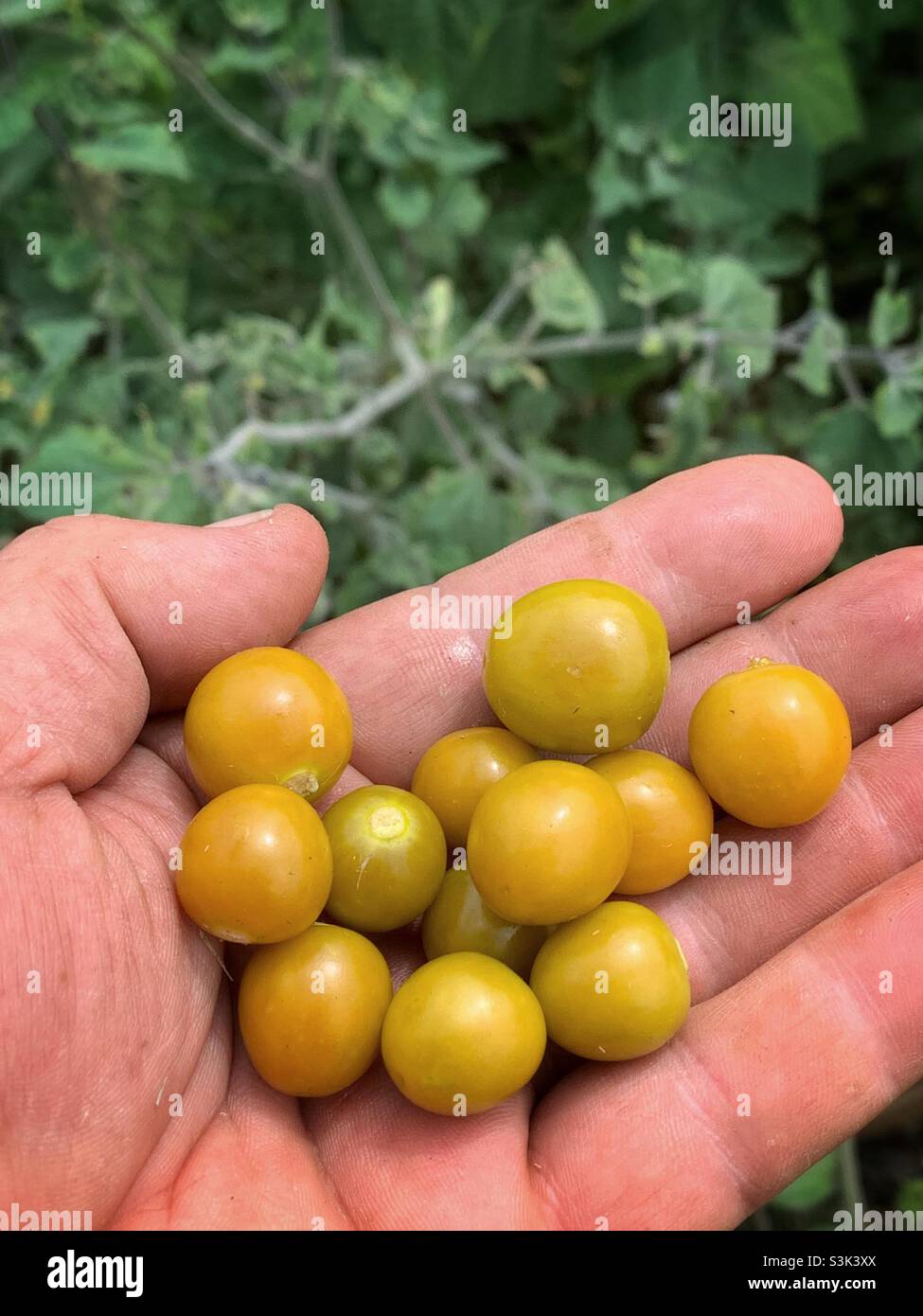 Süße gelbe Frucht der Kapschweinbeere (Physalis peruanischen) in meiner Hand. Die Blätter der Cape Gooseberry sind im Hintergrund nicht scharf. Stockfoto