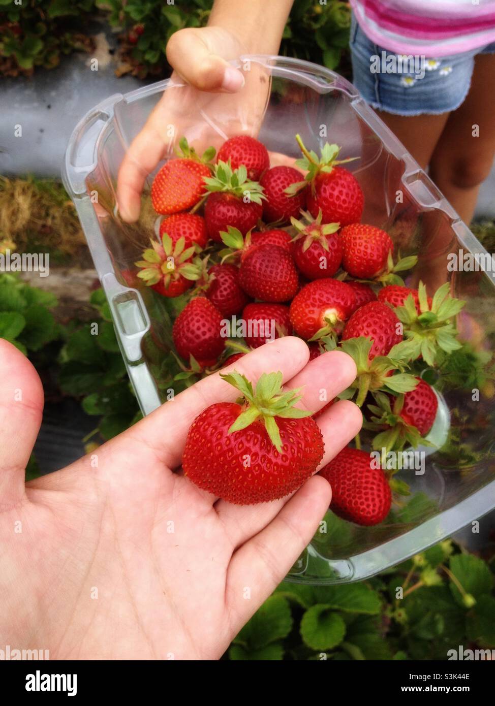 Frisch gepflückte Erdbeeren auf der Mooiberge Farm in Stellenbosch, Kapstadt Stockfoto