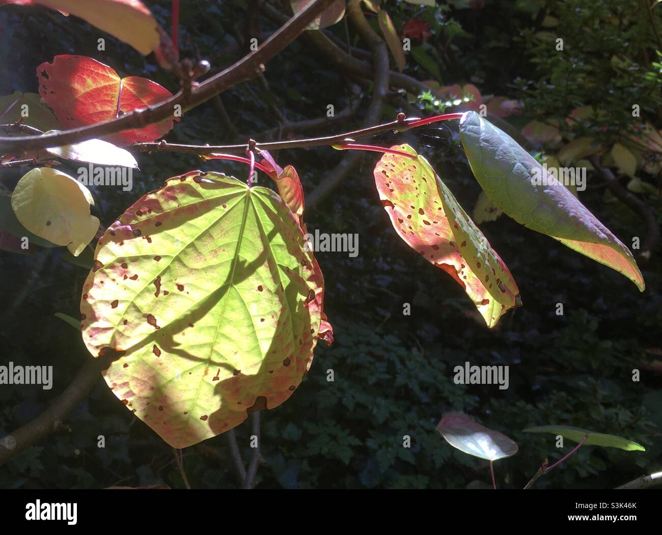 Blätter, Blatt, grün, rosa, rot, Pfirsich, Baum, Äste, Licht, Leuchten, Sonnenlicht, Natur, Schönheit - Smartphone-aufgenommenes Stockfoto
