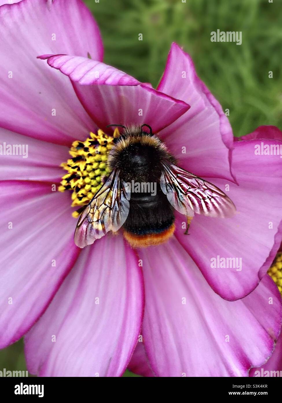 Biene sammelt Pollen von einer Blume Stockfoto