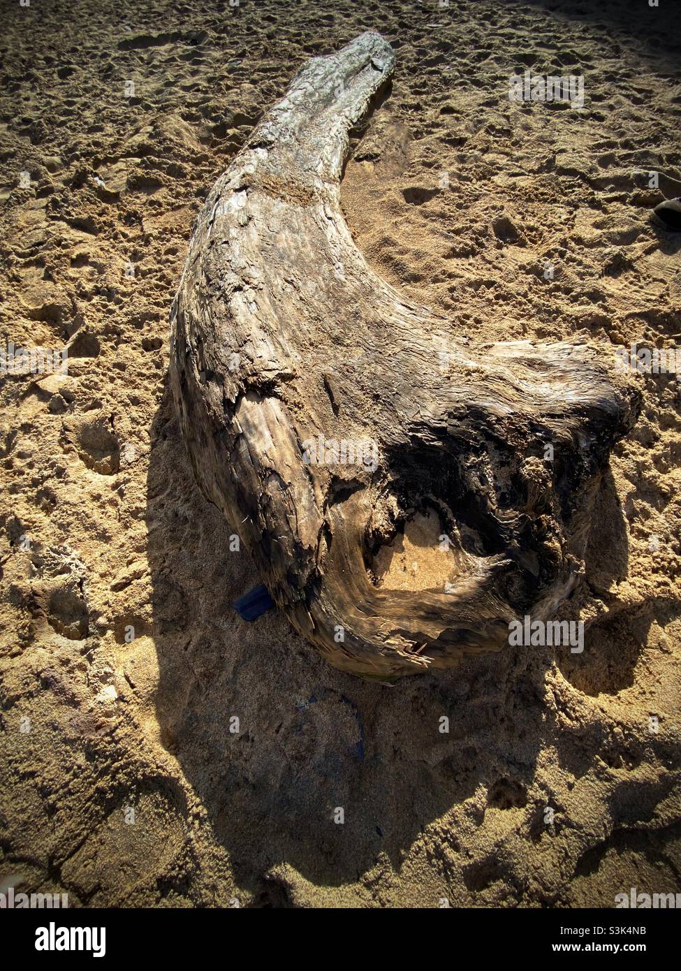 Nahaufnahme am späten Nachmittag mit langen Schatten eines Teils eines gefallenen abgenutzten Holzstammes, der auf einem Sandstrand liegt - Smartphone-aufgenommenes Stockfoto
