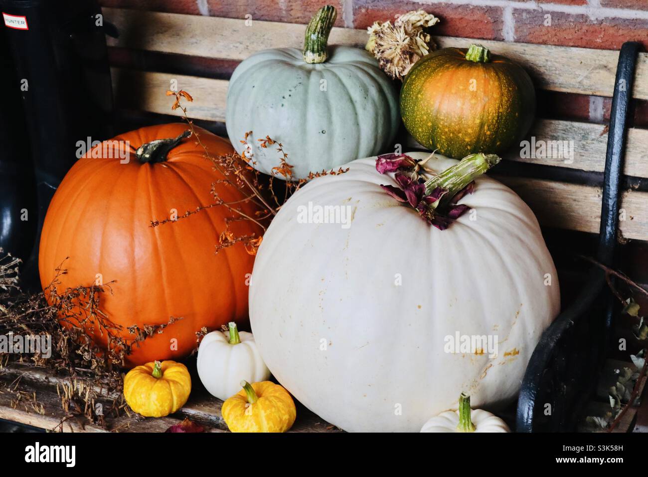 Halloween 🎃 Kürbisse von der Farm Stockfoto