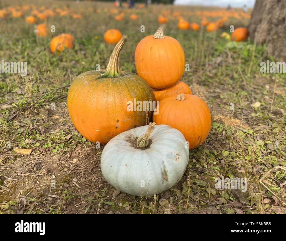 Kürbis - Smartphone-aufgenommenes Stockfoto