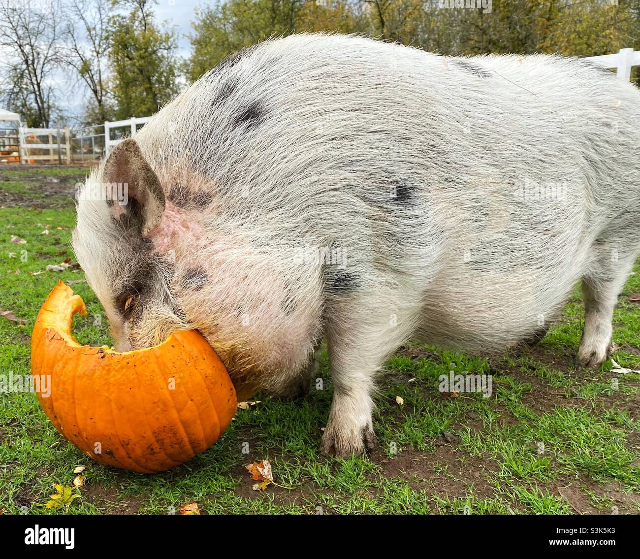 Ein großes Schwein, das einen Kürbis frisst. Stockfoto