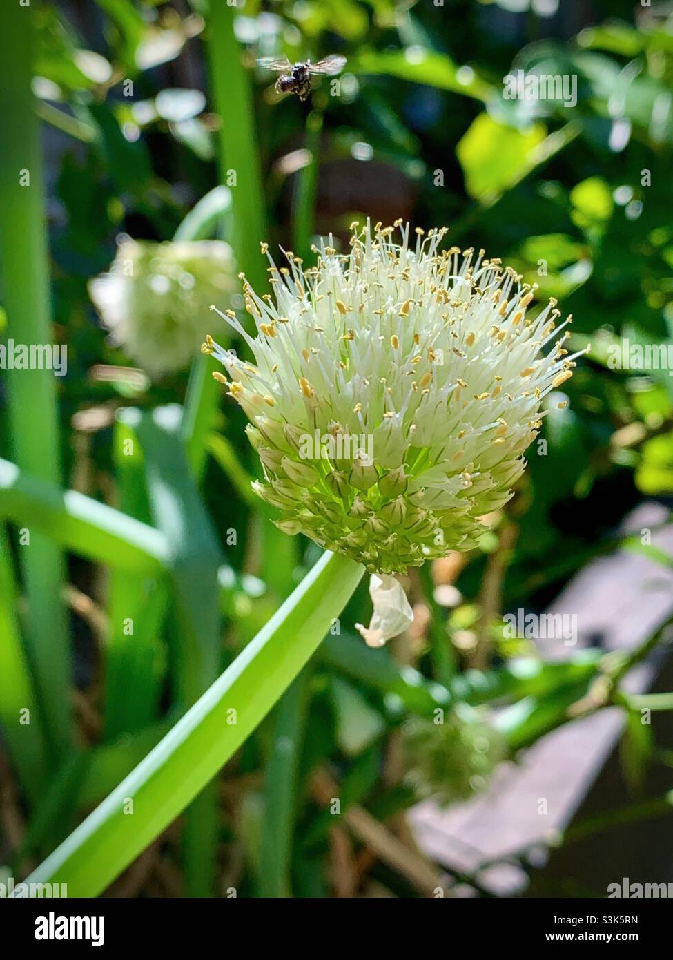 Nahaufnahme einer unreifen Blütendolde und einer Knoblauchspalte (Allium tuberosum), die eine australische einheimische Biene in einem Garten im Garten anzieht. Stockfoto