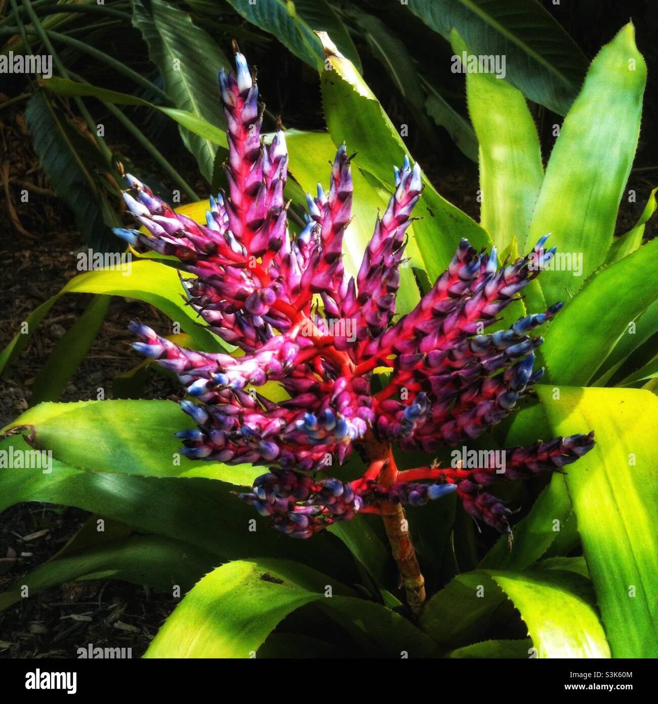 Marie Selby Botanical Gardens in Sarasota Florida Stockfotografie - Alamy