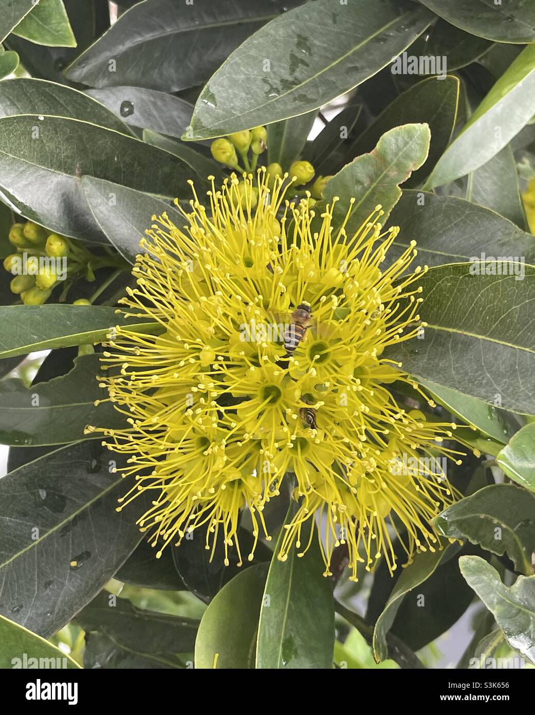 Honigbienen suchen Nektar aus dem Blütenstand von Xanthostemon chrysanthus. Stockfoto