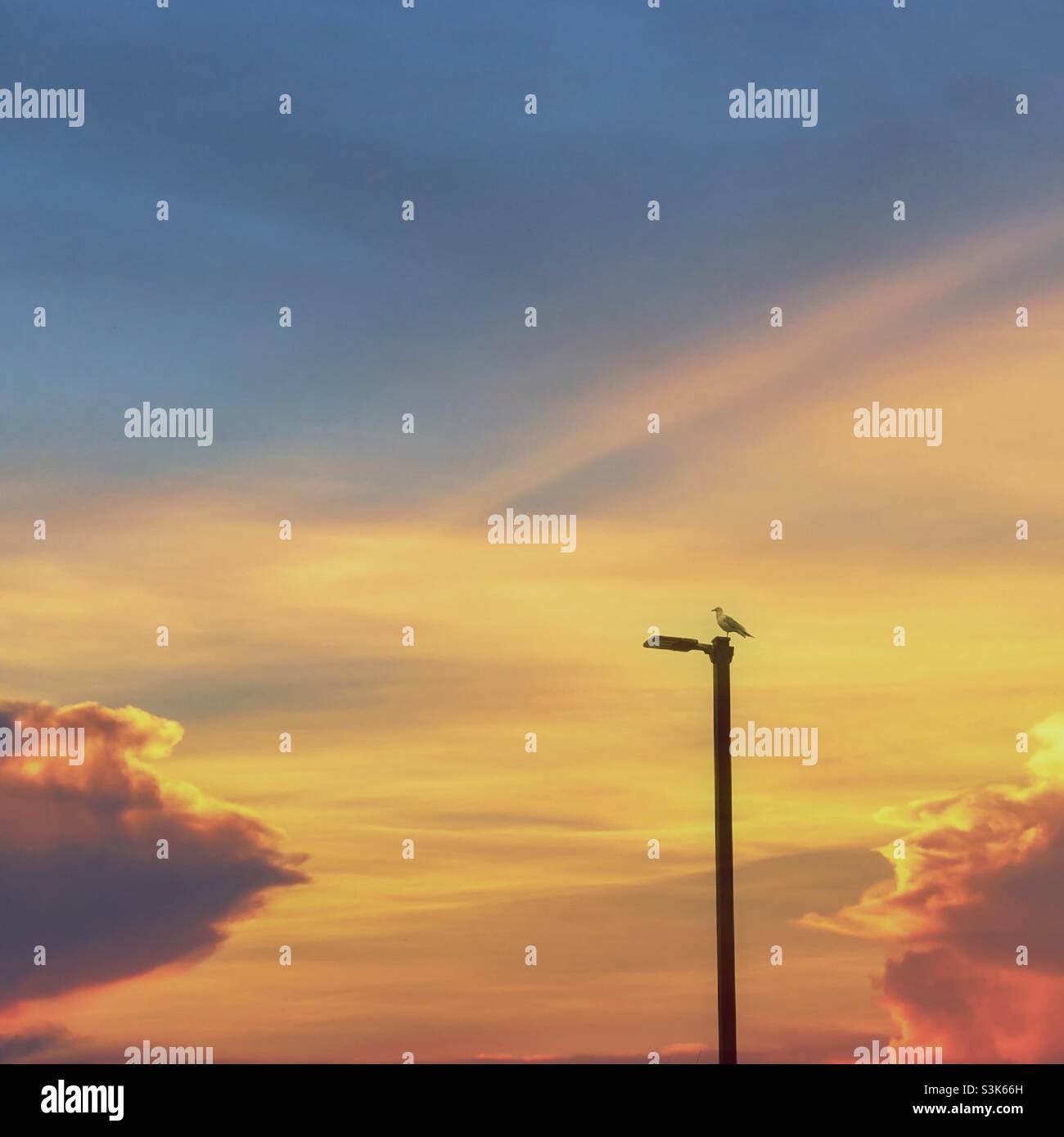 Die Möwe thront auf einem Lichtmast mit Sonnenuntergang im Hintergrund - Smartphone-aufgenommenes Stockfoto