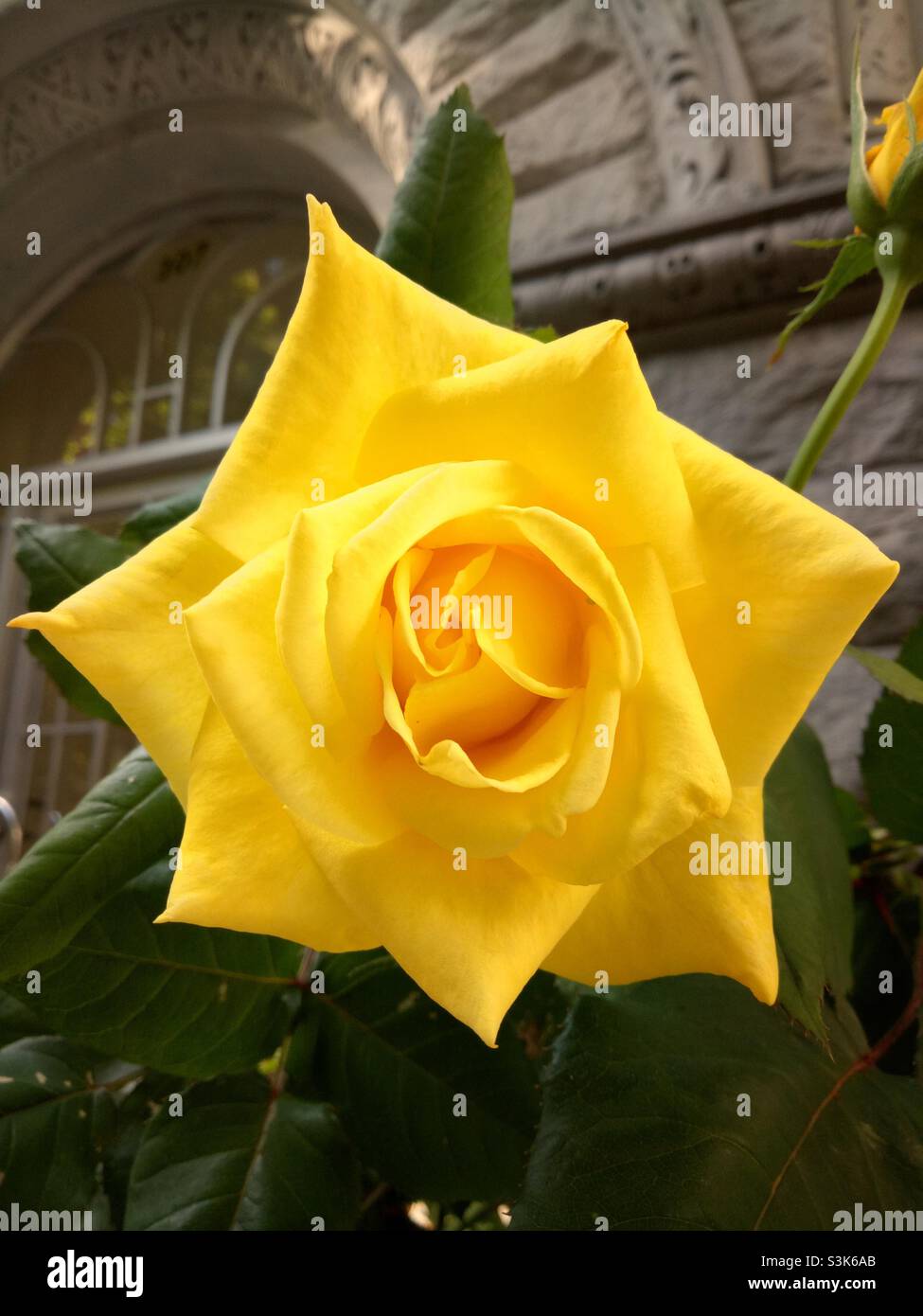 Einzelne, nahe gelbe Rosen. Stockfoto