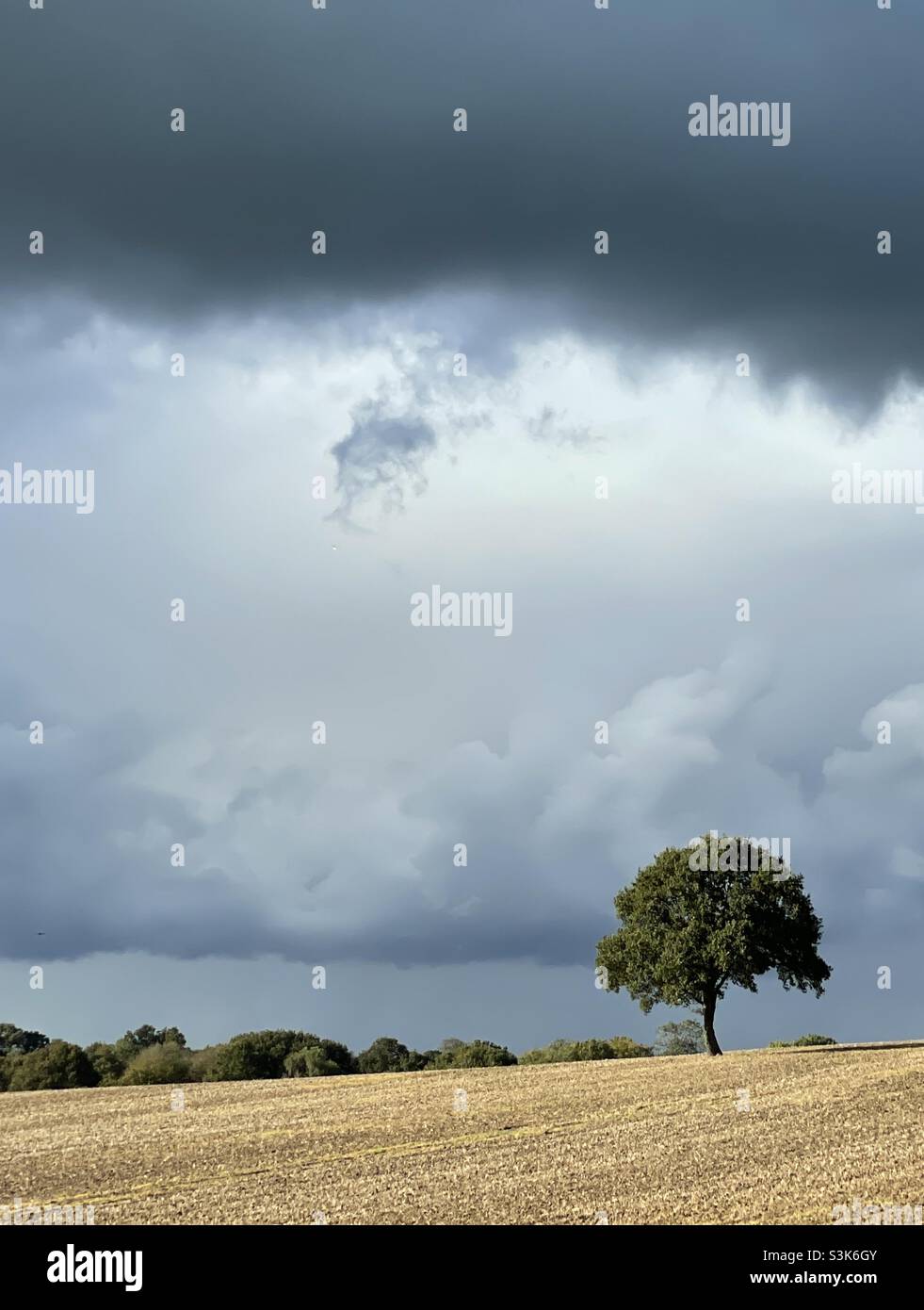 Baum mit stürmischem Himmel Stockfoto