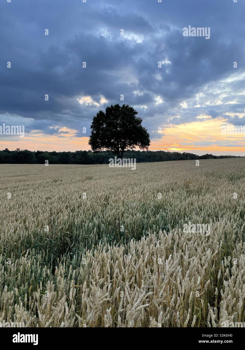 Weizenfelder bei Sonnenuntergang Stockfoto