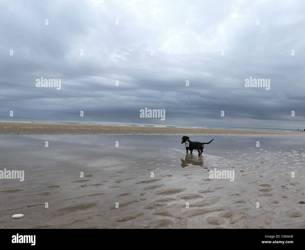 Hund am Strand Stockfoto