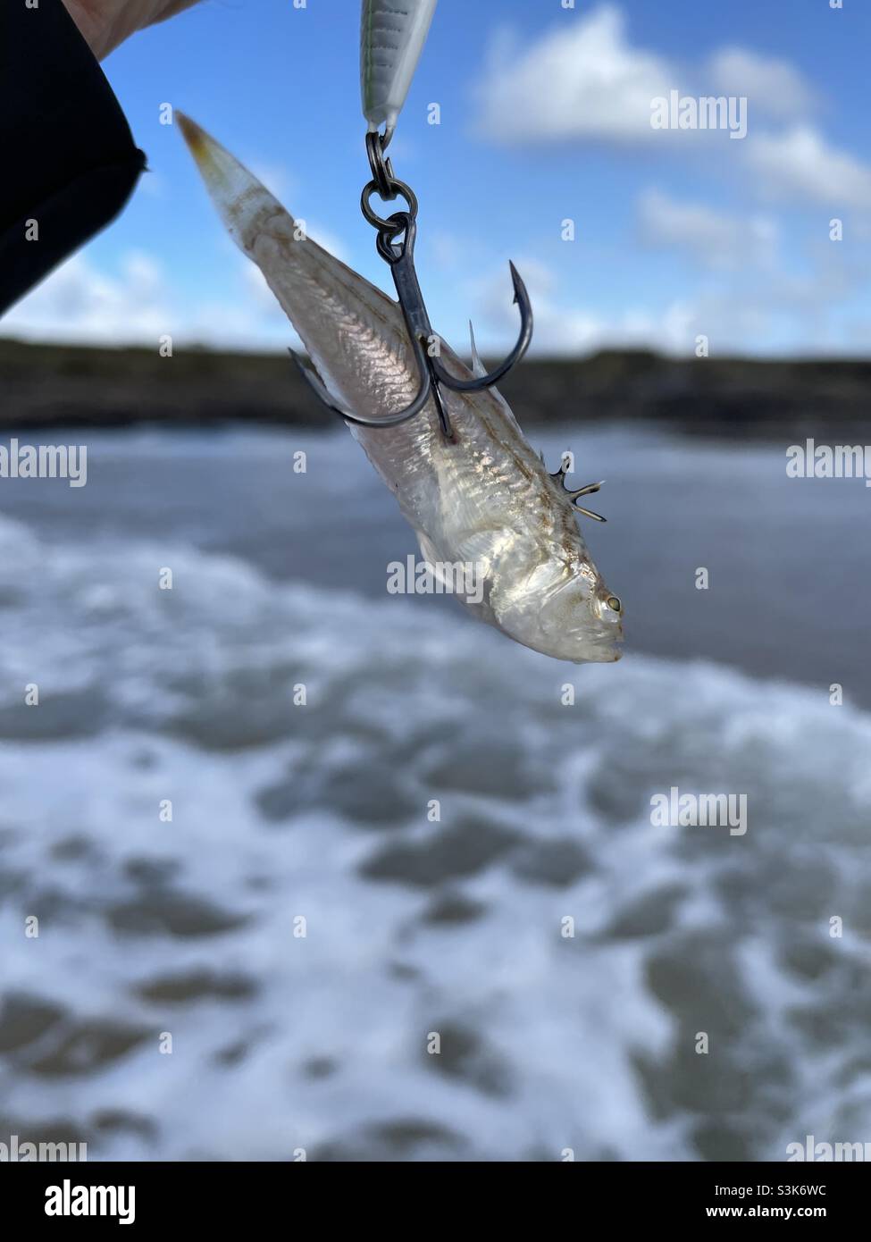 Kleinkrautfisch, an einem Köder angelockt, Cornwall, Oktober. Stockfoto