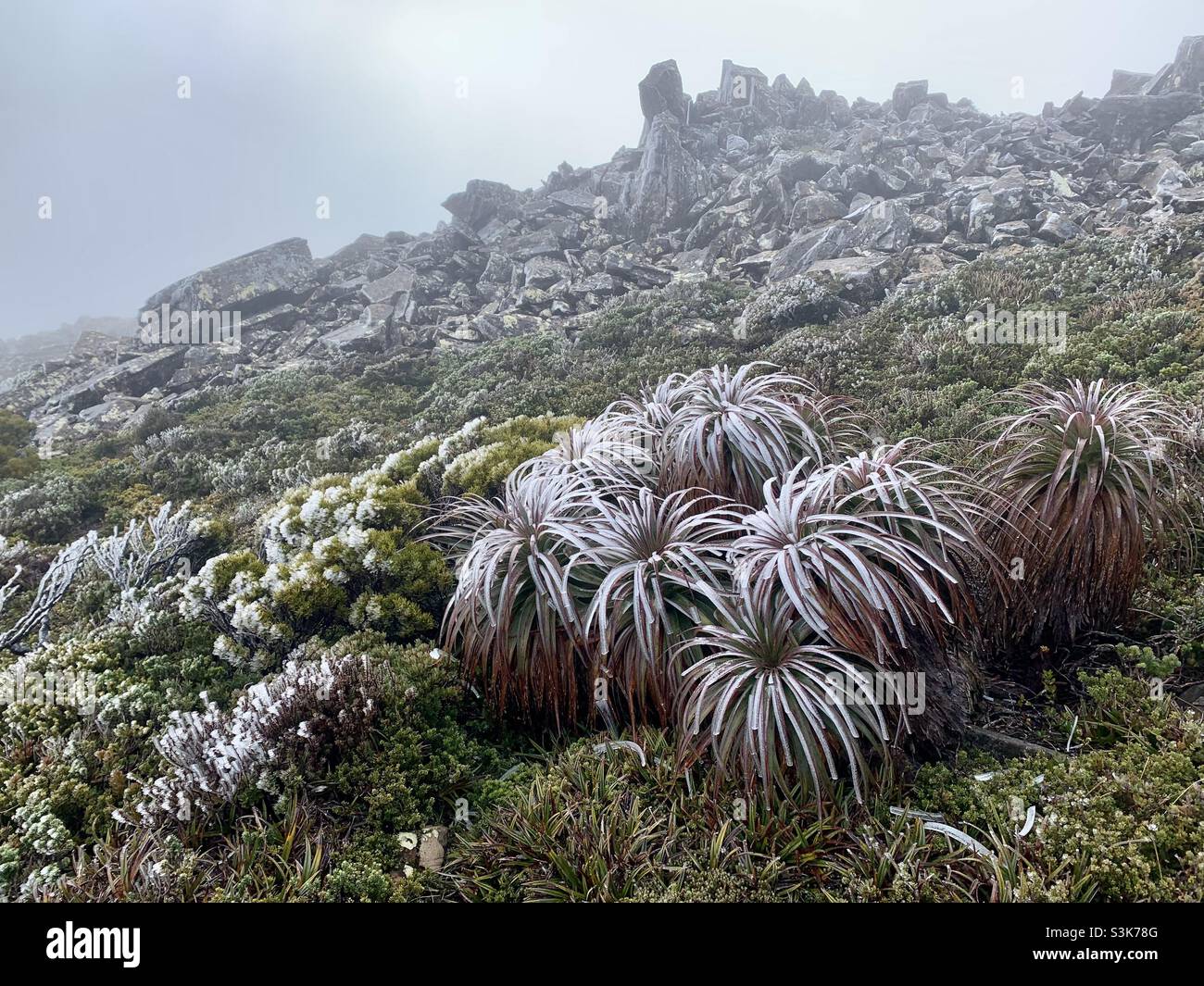 Pandani am Hartz Peak, Hartz Mountains National Park Stockfoto