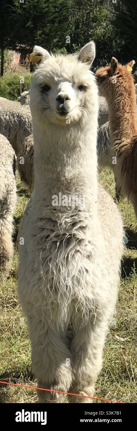 Lächelndes Lama, Ecuador - Smartphone-aufgenommenes Stockfoto