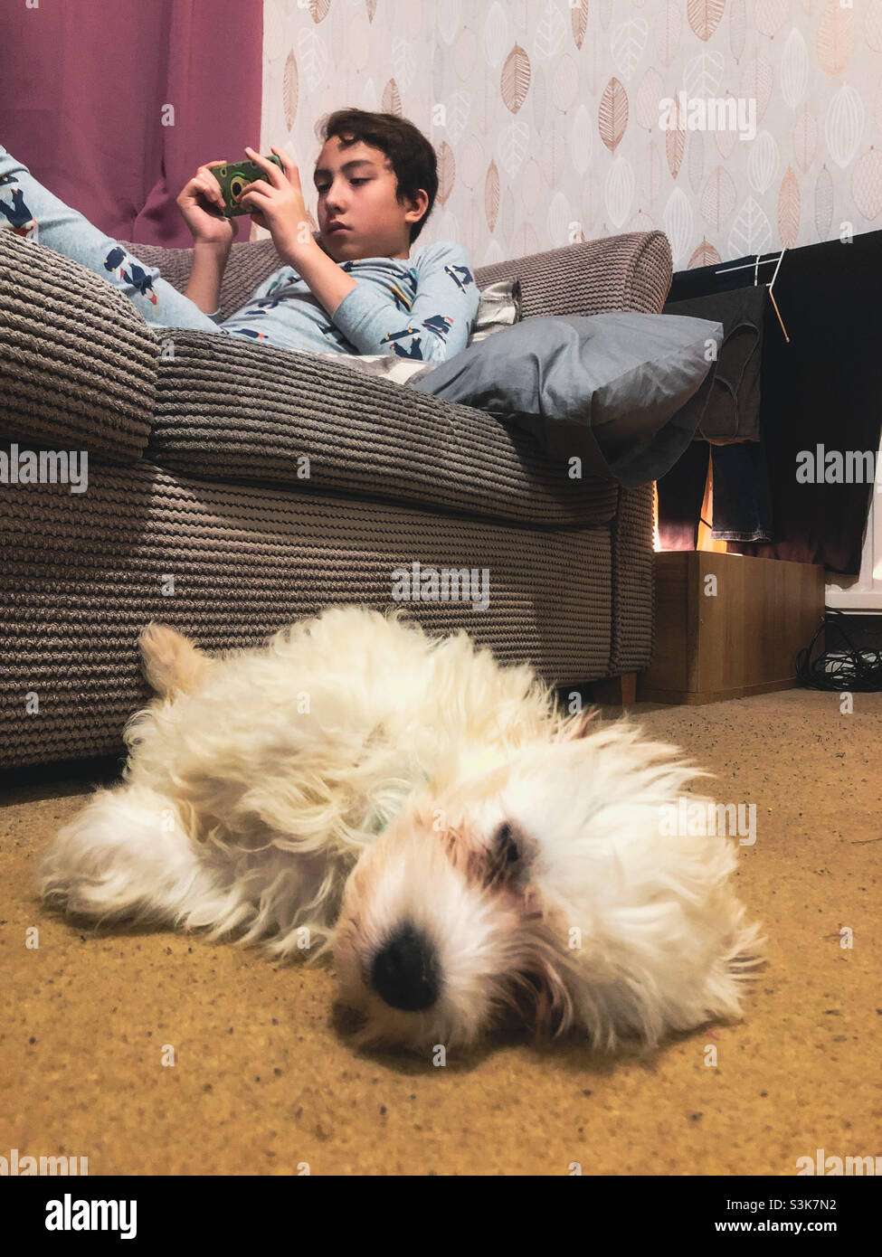 Ein Cavapoo-Welpe schläft auf dem Boden, während ein Junge auf einem Mobiltelefon auf dem Sofa dahinter ein Spiel spielt. - Smartphone-aufgenommenes Stockfoto