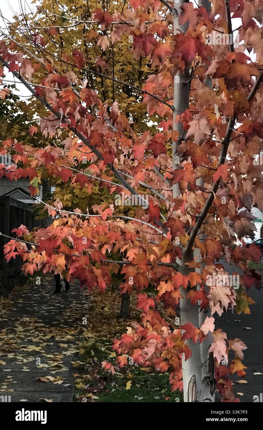 Die Farben, ein abendlicher Herbstspaziergang. Portland, OR Stockfoto