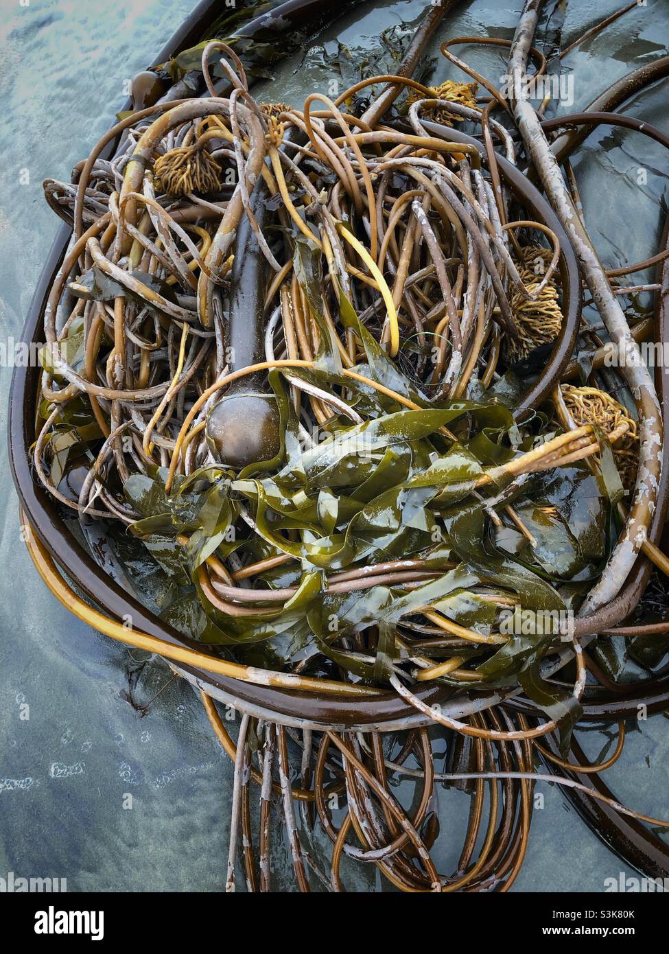 Seetang - Smartphone-aufgenommenes Stockfoto