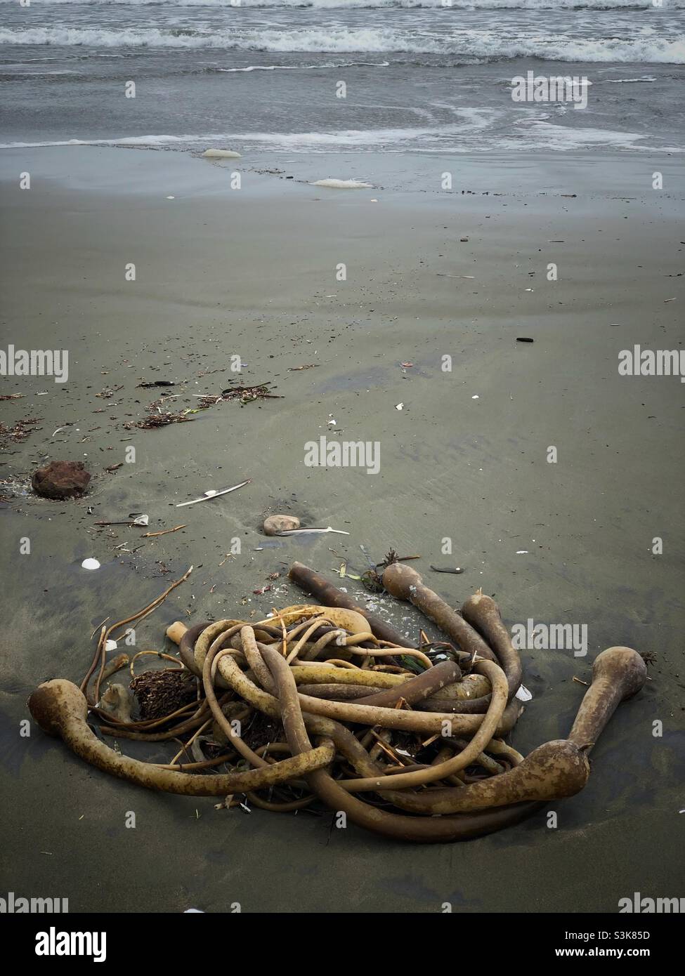 Seetang - Smartphone-aufgenommenes Stockfoto