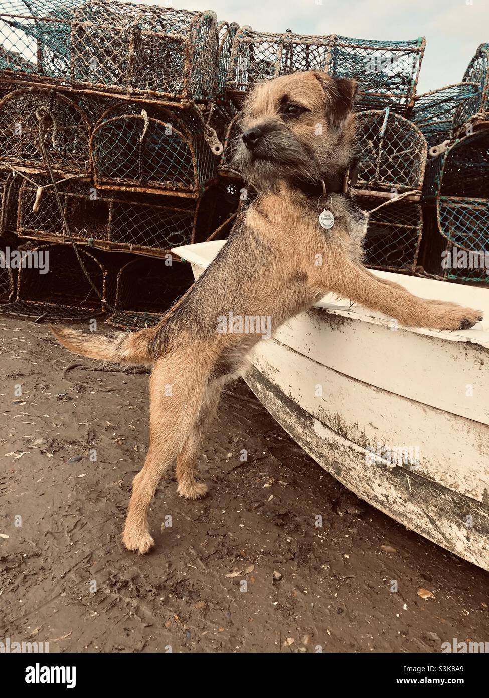 Red Grizzle Border Terrier posiert an einem Boot und stapelt sich mit Hummertöpfen Stockfoto