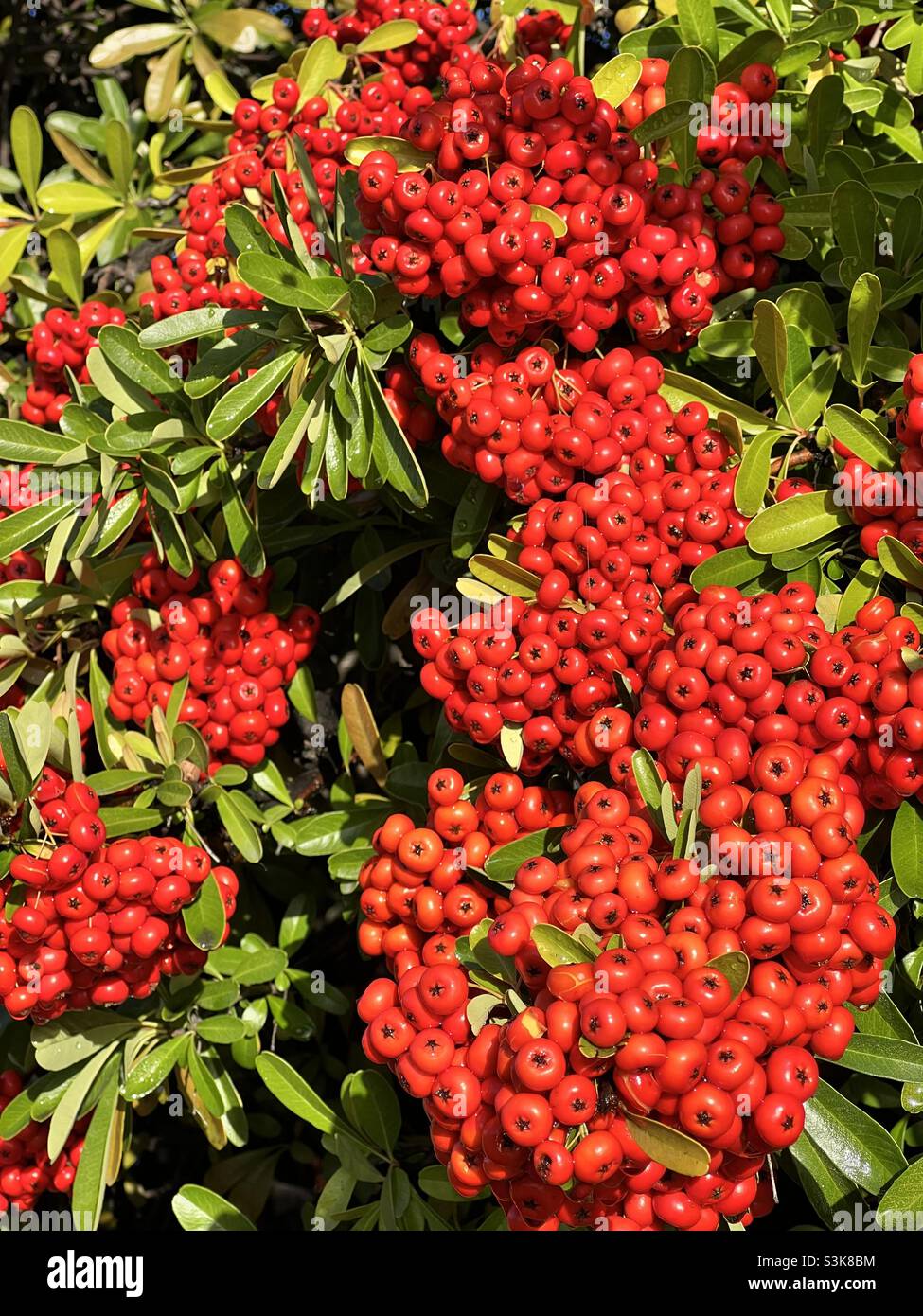 Holly-Beeren. Weihnachtsbeeren, Feiertagsbeeren, Winterbeeren Stockfoto