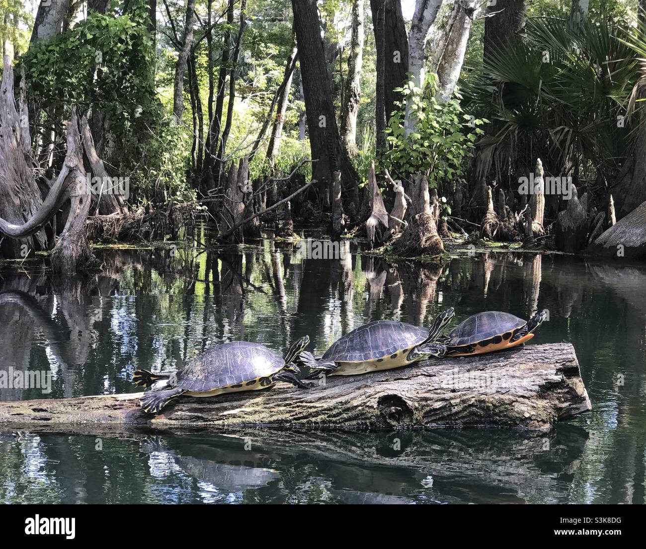Drei Slider Schildkröten auf Log in Florida Everglades Stockfoto