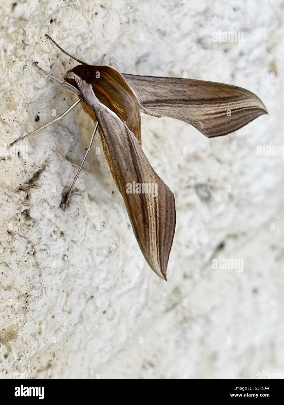 Blick hinunter auf eine Tersa Sphinx Moth, die sich an einer Wand festhält. Stockfoto