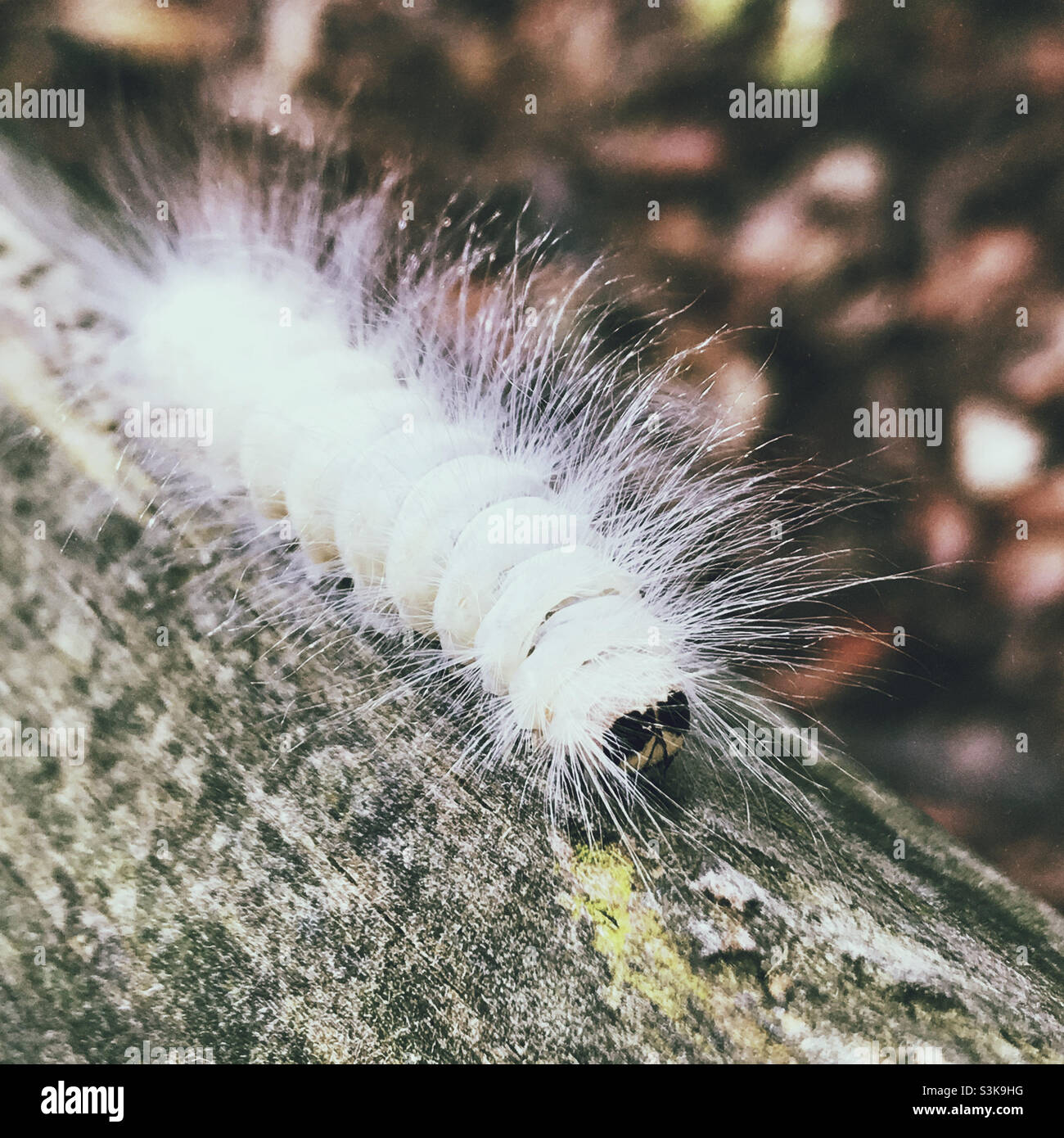 Eine verschwommene weiße Raupe auf einer Holzbank. Es wird die Laugher Moth Raupe genannt. Stockfoto