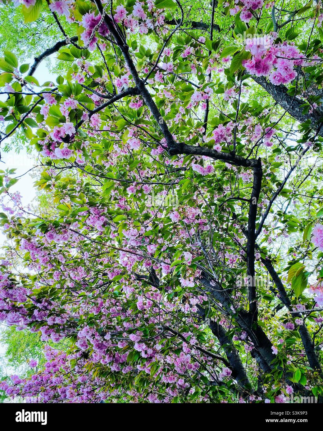 Wunderschöne Kirschblüten im Frühling, New York City, USA. Stockfoto