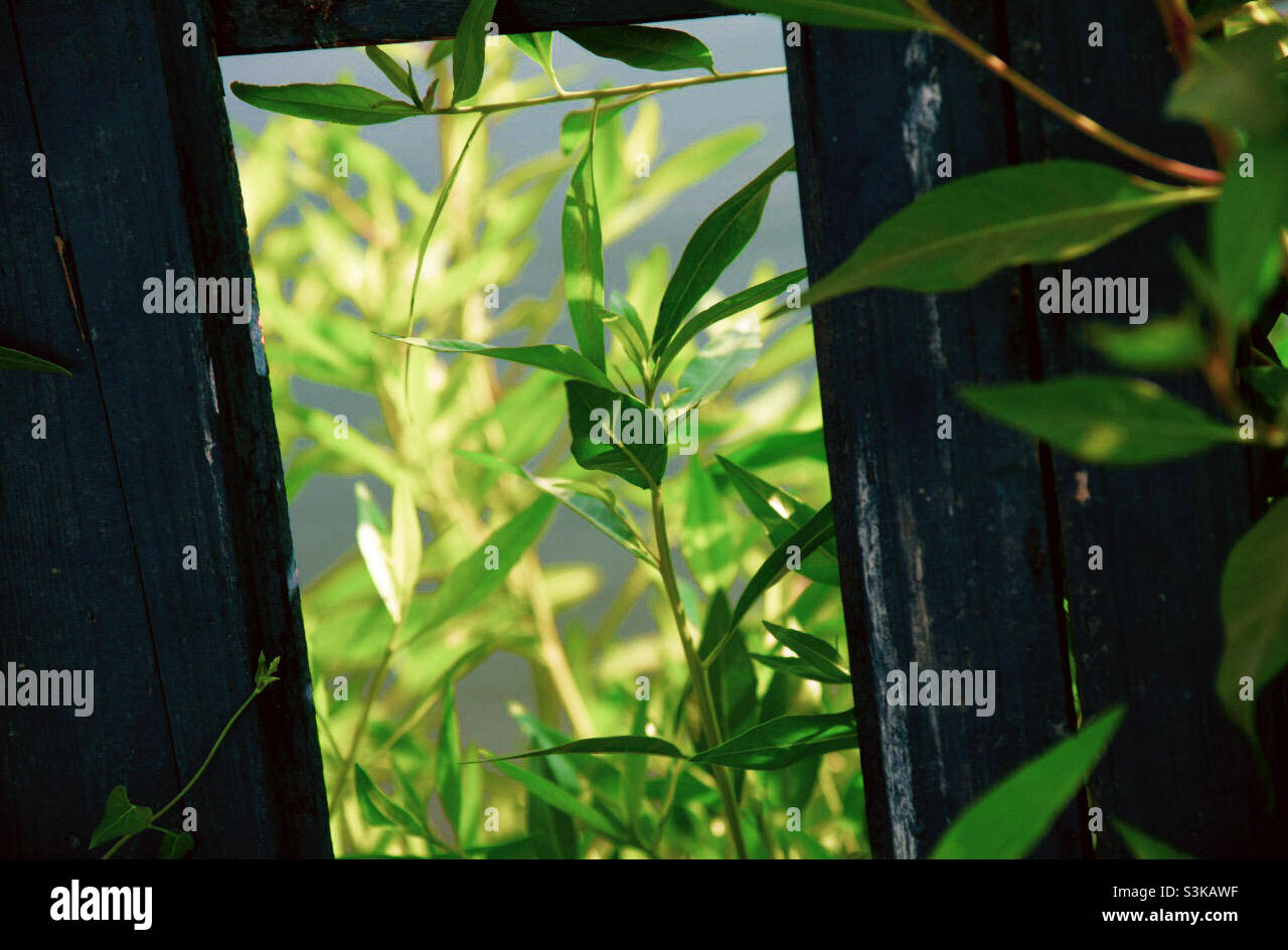 Grüne Blätter umgeben einen alten Holzzaun Stockfoto