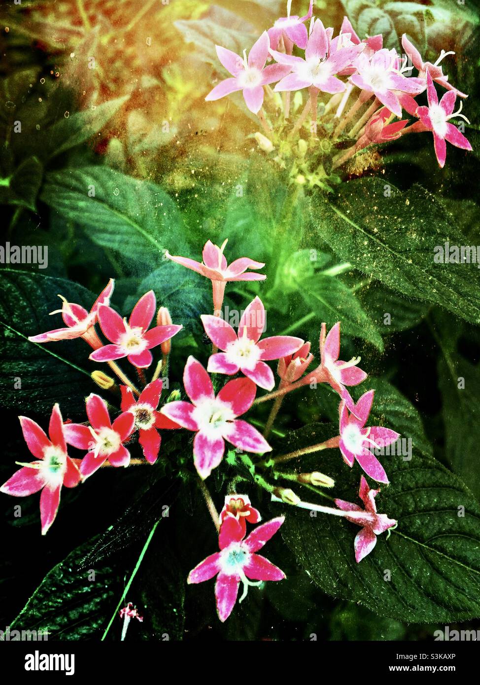 Büschel Pentas Blumen wachsen in einem Garten. Texturen und Effekte für einen künstlerischen Look hinzugefügt. Stockfoto