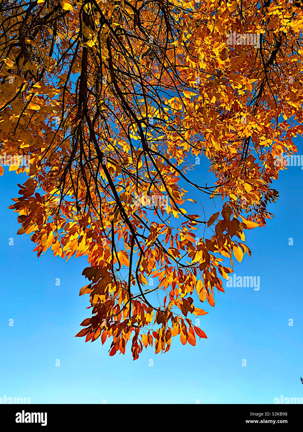 Herbstasche hinterlässt eine Hintergrundbeleuchtung Stockfoto