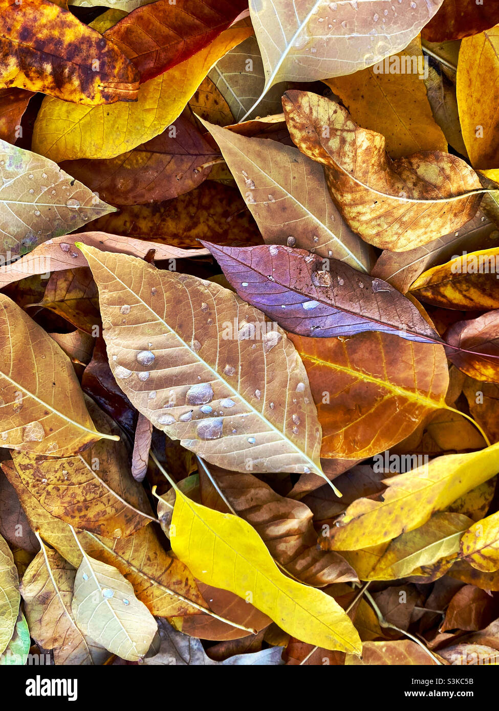 Eschenblätter mit Herbstfarbe - Smartphone-aufgenommenes Stockfoto