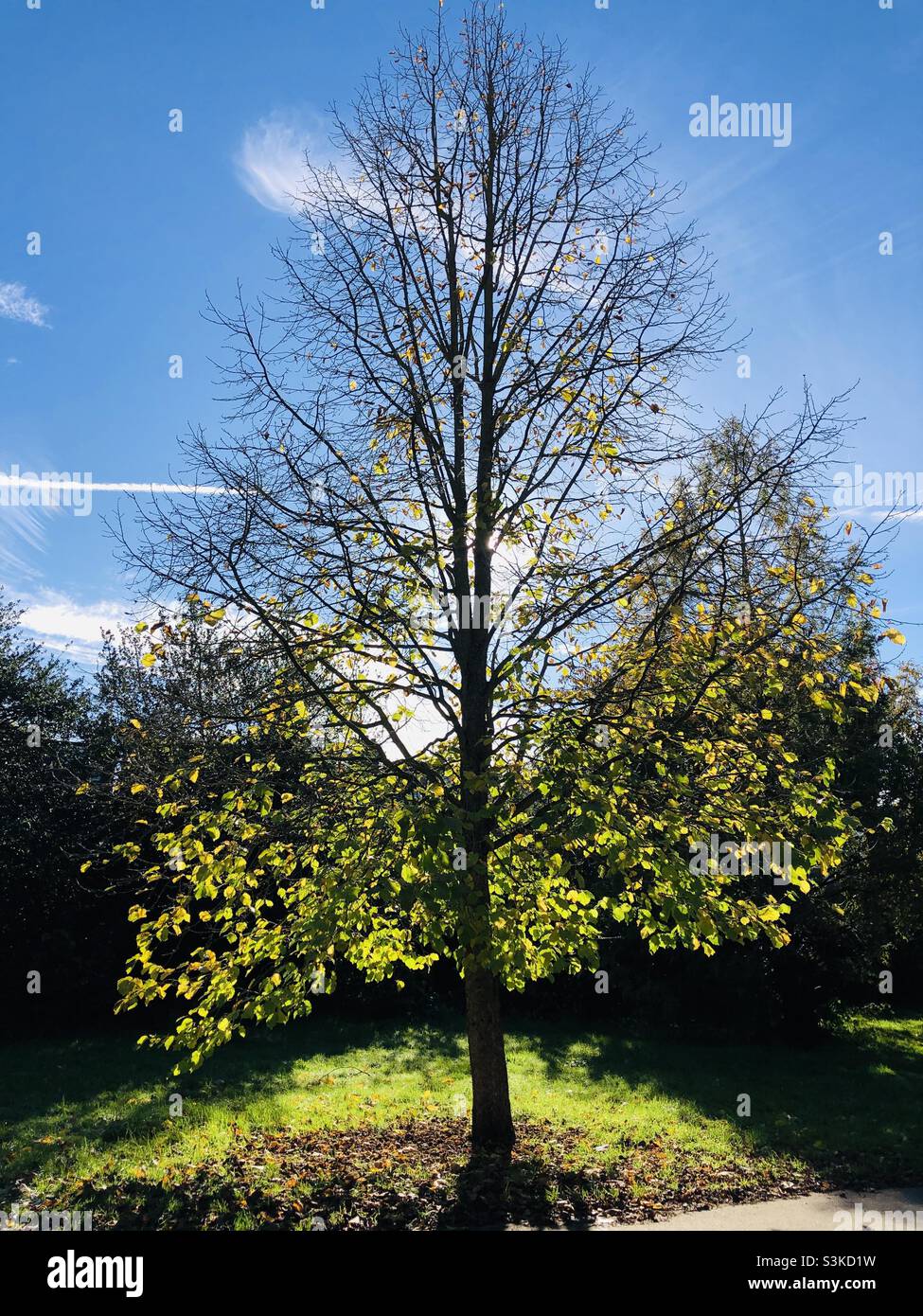 Hintergrundbeleuchteter Baum in einer Herbstszene - Smartphone-aufgenommenes Stockfoto