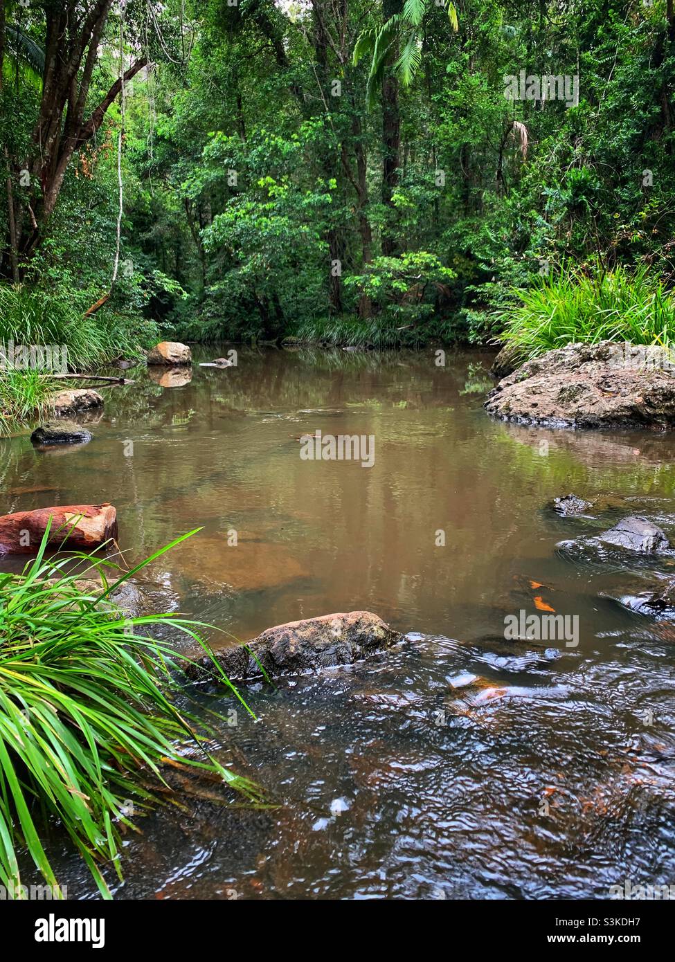 Das stille Wasser und die felsigen Ufer des oberen Auslauf des South Maroochy River im Mapleton National Park, Sunshine Coast Hinterland, Queensland, Australien. Stockfoto