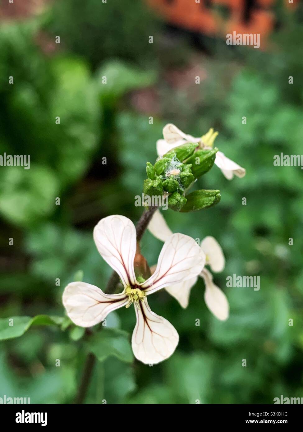 Die Blume von Garden Rocket oder Arugula (Eruca vesicaria) zeigt ihre Korymb-Struktur. Stockfoto