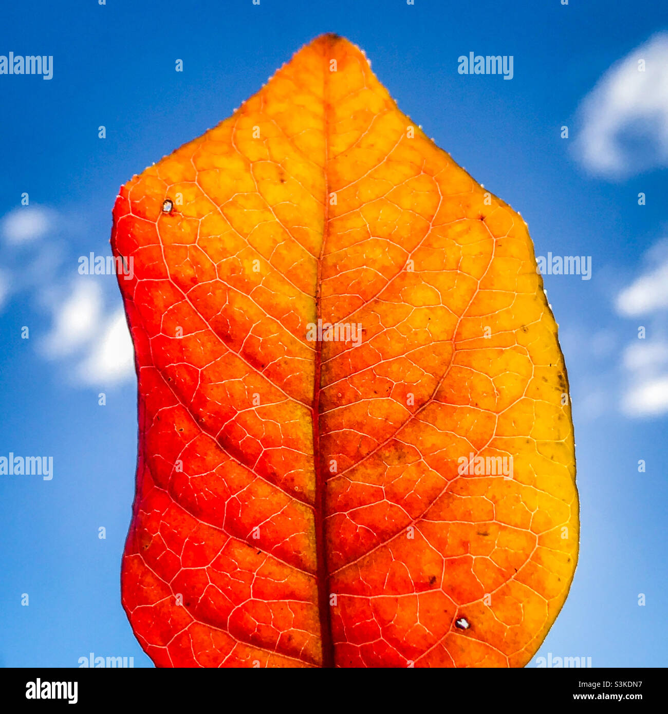 Ein Heidelbeerbuschblatt im Herbst Stockfoto