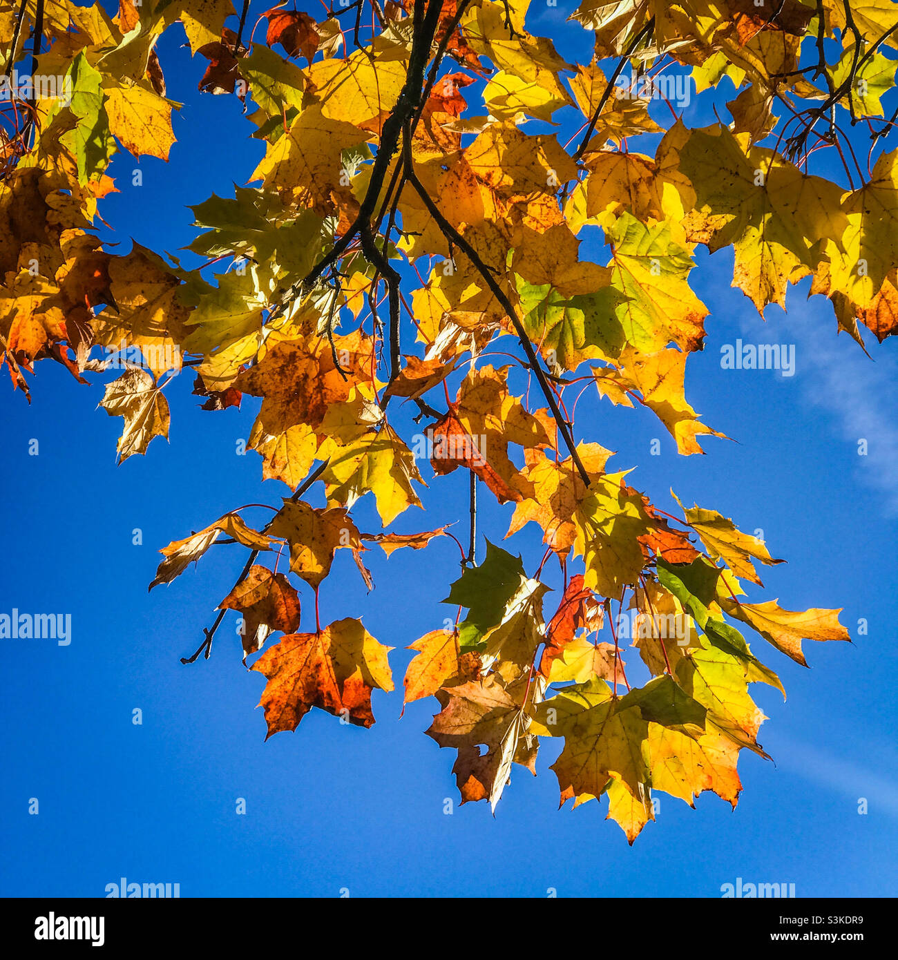 Norwegen Ahornbaum mit Herbstblättern Stockfoto