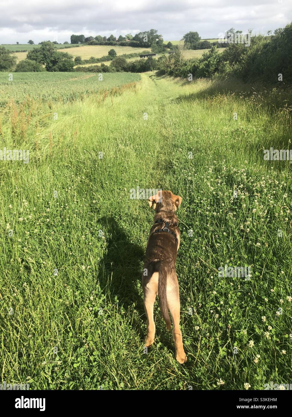 Sheprador Hund auf dem Weg in die Landschaft Stockfoto